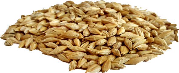 Cebada en Grano 10 kg