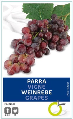 Parra Arbol Cardinal Parra Arbol Cardinal