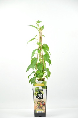 Kiwiño Planta Issai Fruit Stile Kiwiño Planta Issai Fruit Stile