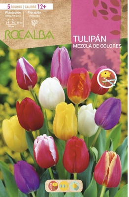 Bulbos Tulipan Variedad Mezcla de Colores Bulbos Tulipan Variedad Mezcla de Colores