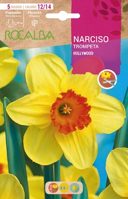 Bulbos Narciso Variedad Hollywood -amarillo Centro Naranja