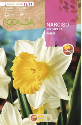Bulbo Narcisos Trompeta 12/15 Magnet Blanco Amarilla