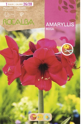 Bulbo Amaryllis 26/28 Rosa