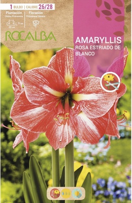 Bulbo Amaryllis 26/28 Rosa Estriado de Blanco Bulbo Amaryllis 26/28 Rosa Estriado de Blanco