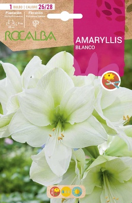Bulbo Amaryllis 26/28 Blanco Bulbo Amaryllis 26/28 Blanco
