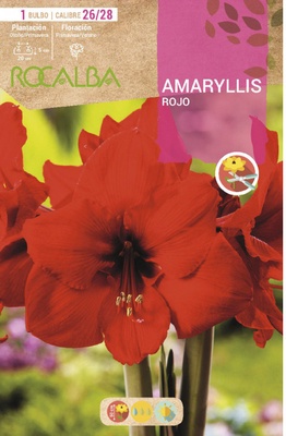 Bulbo Amaryllis 26/28 Rojo Bulbo Amaryllis 26/28 Rojo