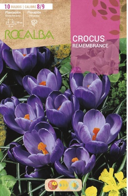 Bulbo Azafran Crocus 8/9 Remembrance -azul