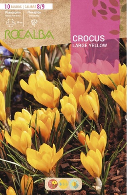 Bulbo azafran Crocus 8/9 Large Yellow Amarillo Bulbo azafran Crocus 8/9 Large Yellow Amarillo
