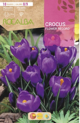 Bulbo azafran Crocus 8/9 Flower Record Purpura Bulbo azafran Crocus 8/9 Flower Record Purpura