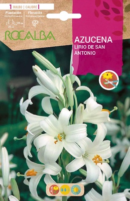 Bulbo Azucenas Calibre I Blanco
