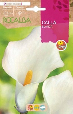 Bulbo Callas Blanco Bulbo Callas Blanco