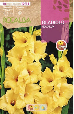 Bulbo Gladiolos 12/14 Novalux Amarillo