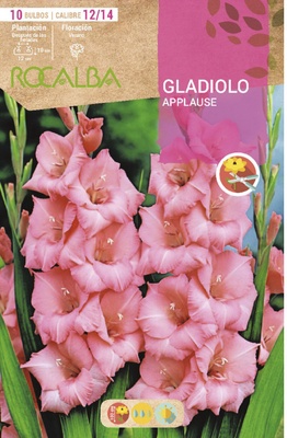 Bulbo Gladiolos 12/14 Applause Rosa Bulbo Gladiolos 12/14 Applause Rosa