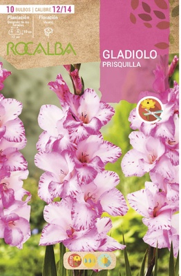 Bulbo Gladiolos 12/14 Prisquilla Blanco Crema Bulbo Gladiolos 12/14 Prisquilla Blanco Crema