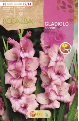 Bulbo Gladiolos 12/14 Deciso Rosa Bulbo Gladiolos 12/14 Deciso Rosa