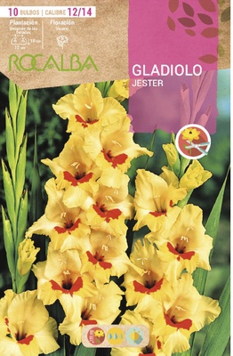 Bulbo Gladiolos 12/14 Jester Amarillo Bulbo Gladiolos 12/14 Jester Amarillo
