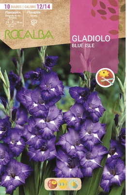 Bulbo Gladiolos 12/14 Blue Isle Azul Oscuro