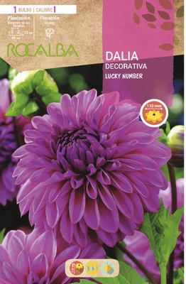Bulbo Dalia Lucky Number Lila Bulbo Dalia Lucky Number Lila