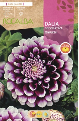 Bulbo Dalia Edinburgh Violeta Puntas Blancas Bulbo Dalia Edinburgh Violeta Puntas Blancas
