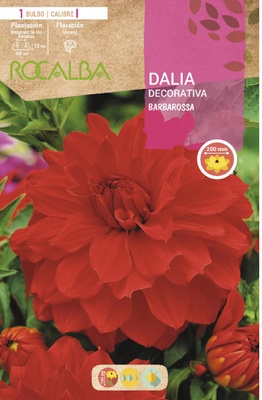Bulbo Dalia Barbarossa Rojo