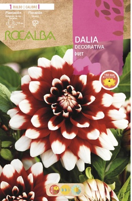 Bulbo Dalia Duet Escarlata Puntas Blancas Bulbo Dalia Duet Escarlata Puntas Blancas