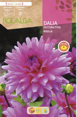 Bulbo Dalia Rosella Rosa Purpura Bulbo Dalia Rosella Rosa Purpura