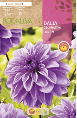 Bulbo Dalia Lilac Time Lila Purpura