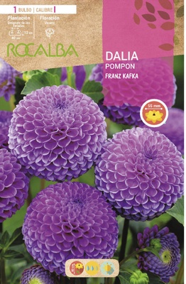 Bulbo Dalias Pompon Franz Kafka Lila Bulbo Dalias Pompon Franz Kafka Lila