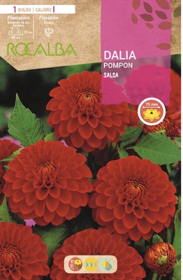 Bulbo Dalia Pompon Salsa Rojo Vivo Bulbo Dalia Pompon Salsa Rojo Vivo