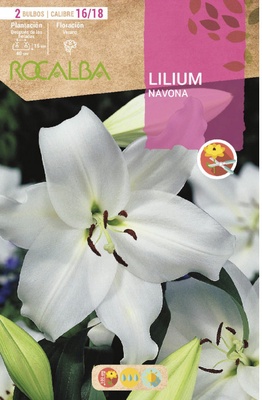 Bulbo Liliums 16/18 Navona Blanco