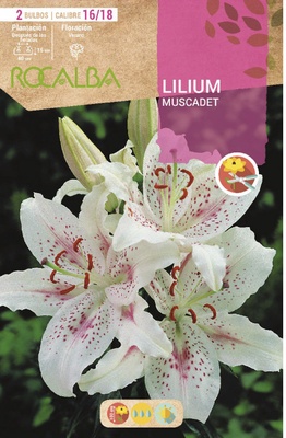 Bulbo Liliums 16/18 Muscadet Blanco Puntos Rojos Bulbo Liliums 16/18 Muscadet Blanco Puntos Rojos