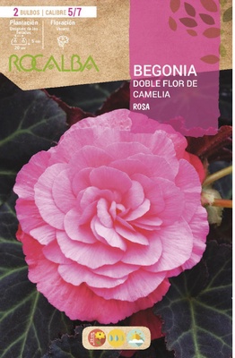 Bulbos Begonia Dobles Flor de Camelia Rosa Bulbos Begonia Dobles Flor de Camelia Rosa