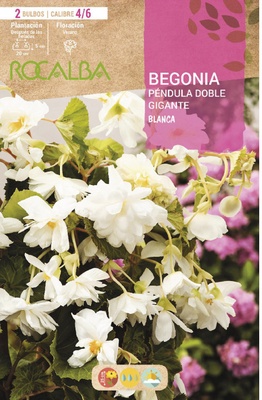 Bulbos Begonias Pendula Doble Gigante Blanco