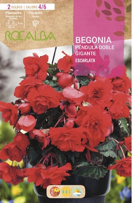 Bulbos Begonias Pendula Doble Gigante Escarlata Bulbos Begonias Pendula Doble Gigante Escarlata