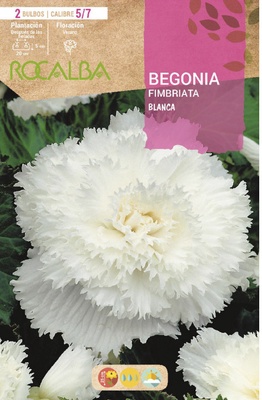 Bulbo Begonia Fimbriata Blanco