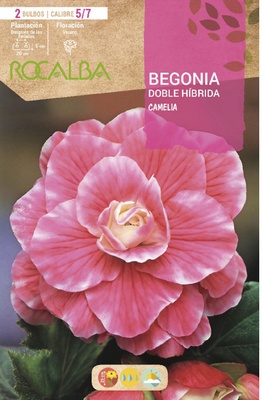 Bulbo Begonia Doble Hibrida Rosa Fuerte Borde Blanco