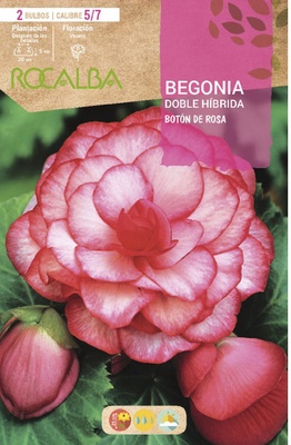 Bulbo Begonias Doble Boton Rosa Bulbo Begonias Doble Boton Rosa