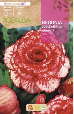 Bulbo Begonia Doble Marmorata Blanco Jaspeado Rojo