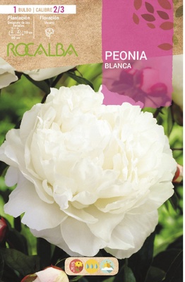 Bulbos Peonias Blanco Bulbos Peonias Blanco