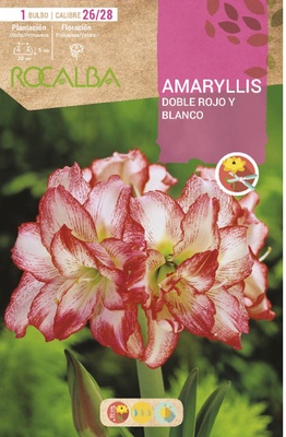 Amaryllis 26/28 Doble Rojo y Blanco