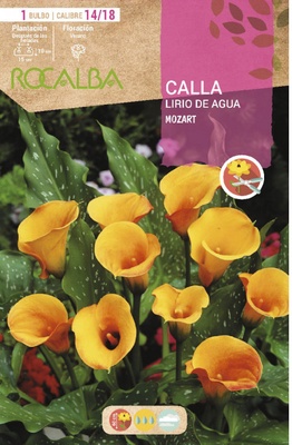 Bulbo Callas 14/18 Mozart Color Albaricoque Bulbo Callas 14/18 Mozart Color Albaricoque