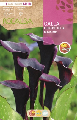 Bulbo Callas 14/18 Black Star Negro Bulbo Callas 14/18 Black Star Negro