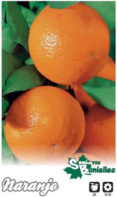 Arbol Frutal Naranjo 1 A�o