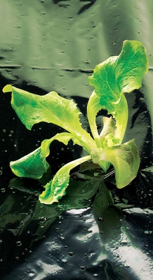 Film de Acolchamiento Especial Huerto Terrafilm 1,40x10mt Film de Acolchamiento Especial Huerto Terrafilm 1,40x10mt