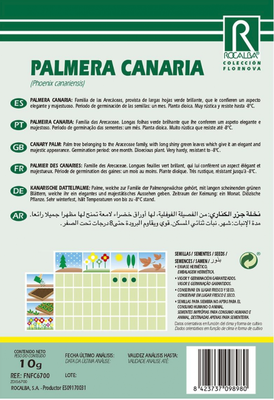 Semilla Palmera Canaria - Phoenix Canariensis-