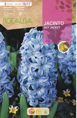 Bulbos Jacinto Variedad Sky Jacket Bulbos Jacinto Variedad Sky Jacket