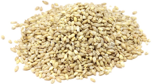 Cebada en Grano