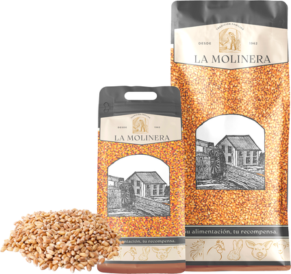 Trigo en Grano Trigo en Grano