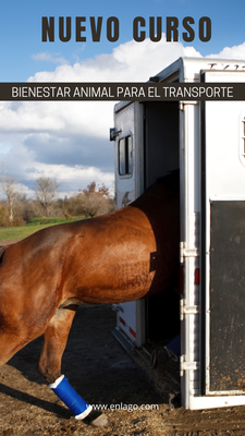 Curso de Bienestar Animal para el Transporte Enero 2026 Curso de Bienestar Animal para el Transporte Enero 2026