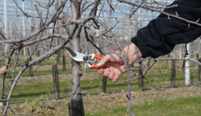 Tijeras de Poda Felco No 2